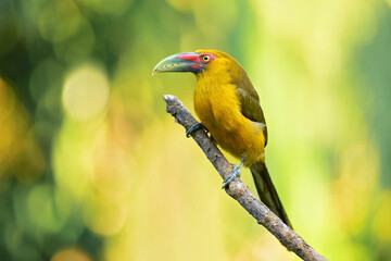 The saffron toucanet (Pteroglossus bailloni) is a species of bird in the family Ramphastidae found...
