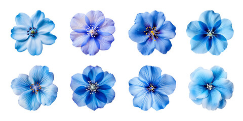 Collection of various blue flowers isolated on a transparent background - obrazy, fototapety, plakaty