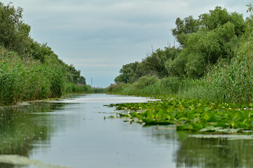 Nature with large tree or bush and water in the Danube Delta Biosphere Reserve, Delta Dunarii near Tulcea, Wallachia, Romania, Donaudelta