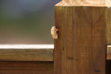 A shed cicada exoskeleton on a fence post - Powered by Adobe