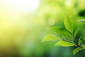 Close up of nature view green leaf on blurred greenery background under sunlight with bokeh and copy space using as background natural plants landscape, ecology wallpaper or cover concept
