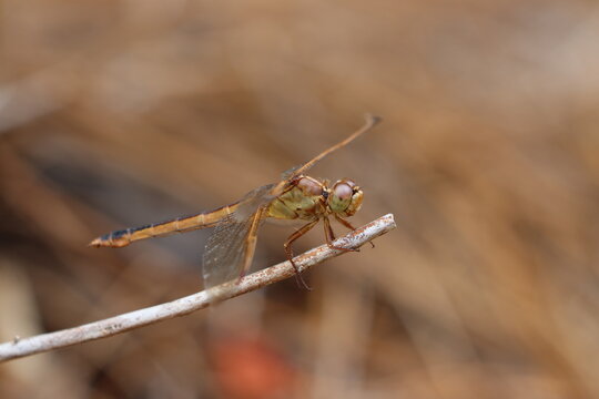 A skimmer dragonfly happily resting on a twig