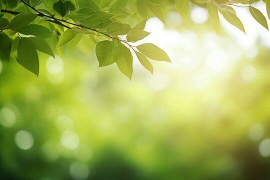 Close up of nature view green leaf on blurred greenery background under sunlight with bokeh and copy space using as background natural plants landscape, ecology wallpaper or cover concept