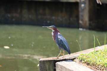 A green heron on the lookout in summer sunshine