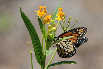 A monarch butterfly on tropical milkweed © Lisa Basile Ellwood