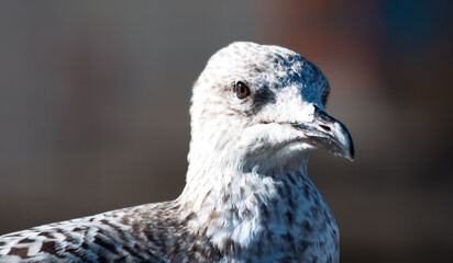 Juvenile Herring Gull