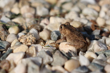 Toad on rocks looking away