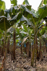 Visiting a banana plantation in the lowlands of Bolivia - Traveling and exploring South America