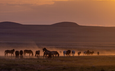 Herd of Wild Horses at Sunset in the Utah Desert