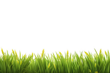 Fototapeta premium grass on banner isolated on white