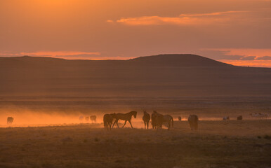 Fototapeta na wymiar Herd of Wild Horses at Sunset in the Utah Desert