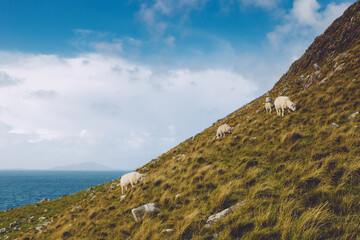Friedliche, verlassene Orte in Schottland mit vielen weidenden Schafen.
Natur pur im verlassenen Schottland nahe der Isle of Skye in den Highlands.