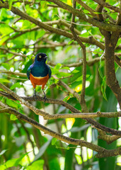 Superb Starling (Lamprotornis superbus).Superb Starling (Lamprotornis superbus) Outdoors