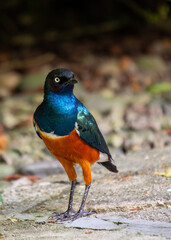 Superb Starling (Lamprotornis superbus).Superb Starling (Lamprotornis superbus) Outdoors