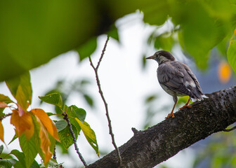 White-cheeked Starling (Spodiopsar cineraceus).White-cheeked Starling (Spodiopsar cineraceus) Outdoors