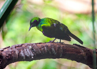 Purple-headed Starling (Hylopsar purpureiceps).Purple-headed Starling (Hylopsar purpureiceps).Purple-headed Starling (Hylopsar purpureiceps).Purple-headed Starling (Hylopsar purpureiceps) outdoors