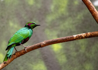 Splendid Starling (Lamprotornis splendidus) Outdoors