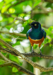 Superb Starling (Lamprotornis superbus).Superb Starling (Lamprotornis superbus) Outdoors