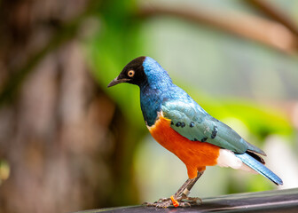 Superb Starling (Lamprotornis superbus).Superb Starling (Lamprotornis superbus) Outdoors
