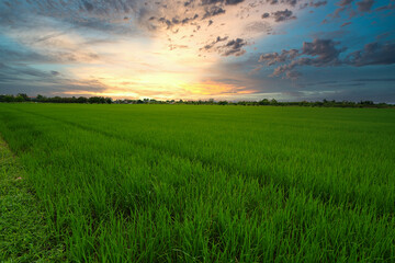 Obraz premium Beautiful golden sunset on a green rice field in Asia.