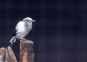 White-shouldered Starling (Sturnia sinensis) outdoors