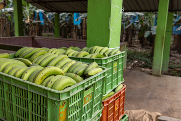 Stacked boxes with green bananas at a plantation in the lowlands of Bolivia waiting for their transport to the market - Traveling and exploring South America