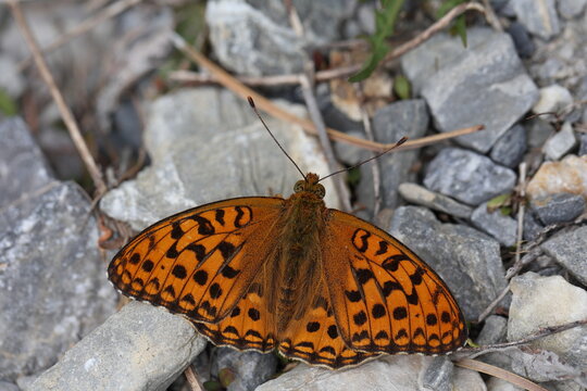 high brown fritillary sitting on the ground seen from above