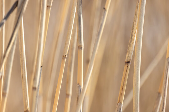 Dry reed stems close-up photo with selective soft focus