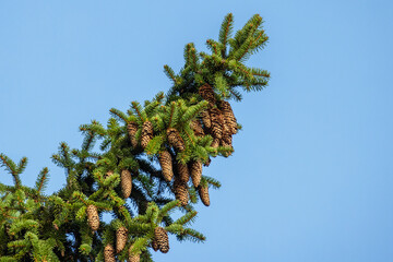 Spruce tree branch with cones, close up photo