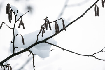 Alder tree branches with snow are under bright sky on a winter day