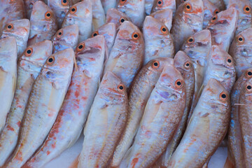 Selling fresh fish, red mullet, close up