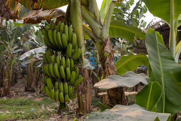 Bunch of green bananas growing on a banana tree at a plantation in the lowlands of Bolivia - Traveling and exploring South America © freedom_wanted