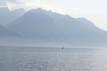Obraz premium Bird Gliding in Front of Peaceful Mountain Lake Scene