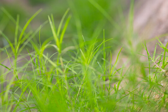 Take a close-up photo of the grass
