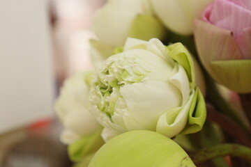 white lotus flowers have beautifully folded petals. For worship.