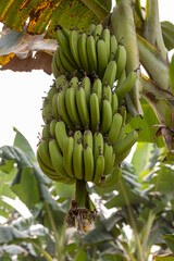 Bunch of green bananas growing on a banana tree at a plantation in the lowlands of Bolivia - Traveling and exploring South America