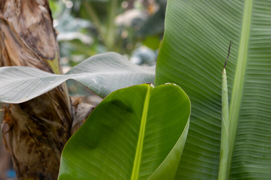 Close up of fresh banana leaves at a plantation in the lowlands of Bolivia - Traveling and exploring South America