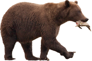 Alaskan brown bear with salmon PNG, transparent background