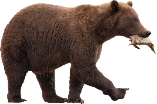 Alaskan brown bear with salmon PNG, transparent background