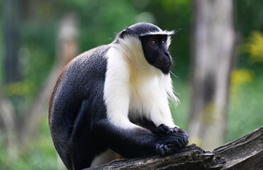 A Roloway Monkey  sitting on a tree in the forest