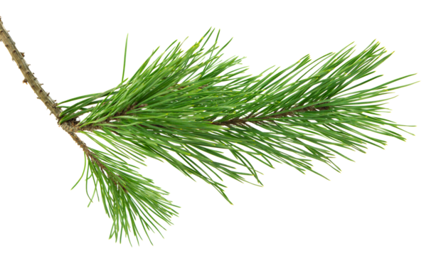pine cone. branch on transparent, png. Spruce branch with green cones on white. Young pine cone on a green tree branch.