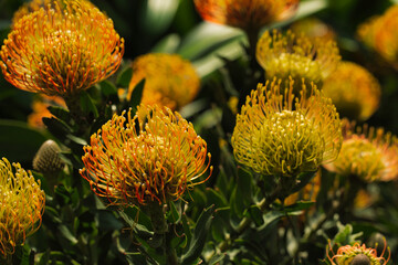 The brightly colored flowers of the season bloom in the garden in the beautiful sunshine.