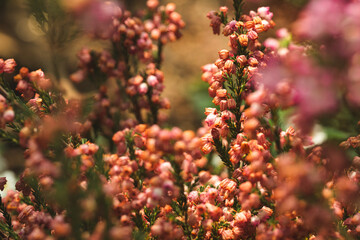 The brightly colored flowers of the season bloom in the garden in the beautiful sunshine.