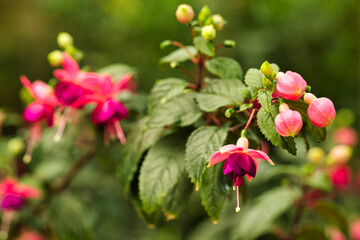 The brightly colored flowers of the season bloom in the garden in the beautiful sunshine.