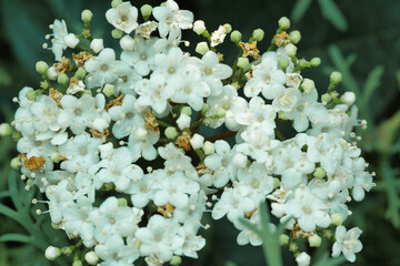 The brightly colored flowers of the season bloom in the garden in the beautiful sunshine.