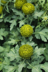 The brightly colored flowers of the season bloom in the garden in the beautiful sunshine.