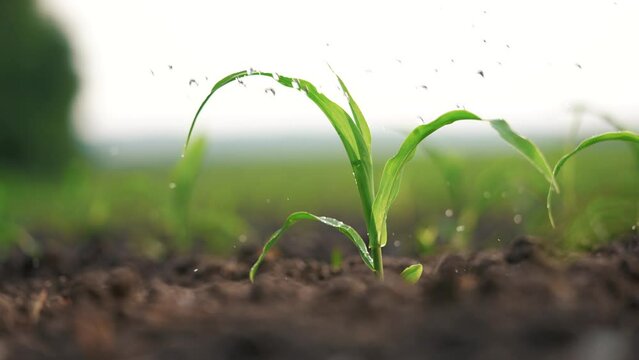 agriculture corn. irrigation of green corn sprouts close-up of water drops watering the field. irrigation agriculture business concept. watering lifestyle drops of water dripping on green corn sprout