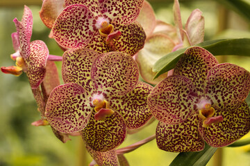 The brightly colored flowers of the season bloom in the garden in the beautiful sunshine.