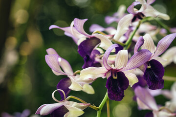 The brightly colored flowers of the season bloom in the garden in the beautiful sunshine.