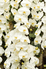 The brightly colored flowers of the season bloom in the garden in the beautiful sunshine.